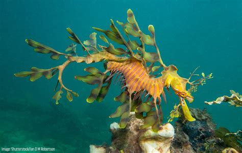 Leafy Seadragon - Oceana