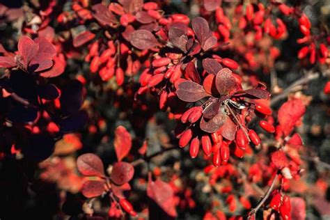 How to Grow and Care for Barberry Bushes | Gardener’s Path