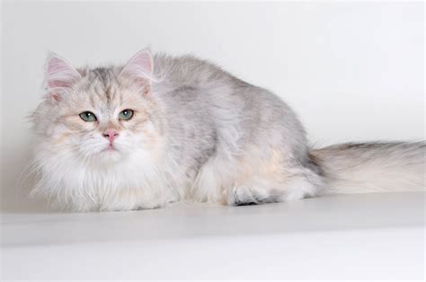 New Year with New Siberian Colors! BiMetallic Siberians - Croshka Siberians