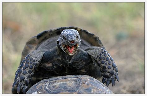 turtles mating by Isa Bostan - Photo 1857537 / 500px