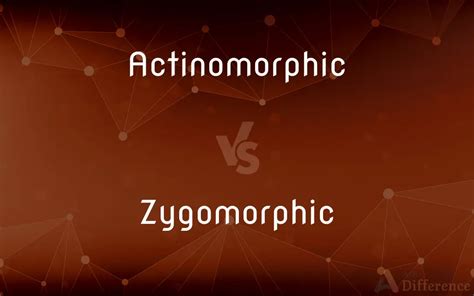 Actinomorphic vs. Zygomorphic — What’s the Difference?