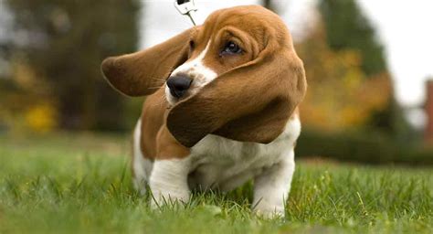 Nomes Basset Hound - 200 Ideias para o Seu Novo Cão de Caça | Info Cafe