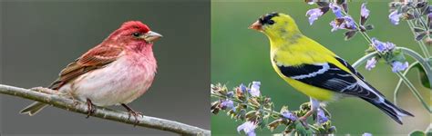 6 Types of Finches Found in Florida! (ID Guide) - Bird Watching HQ