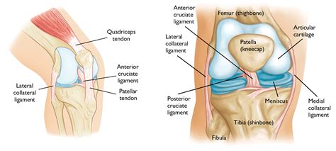 Common Knee Injuries - OrthoInfo - AAOS