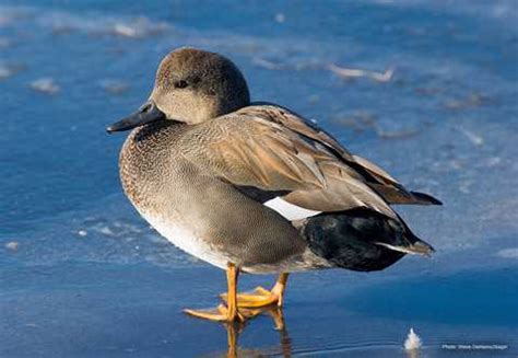 Gadwall | Types of Ducks & Geese