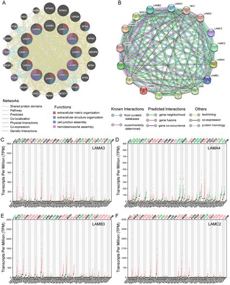 Evaluation of the diagnostic ability of laminin gene family for ...