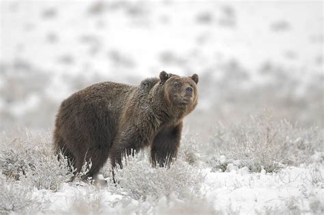 Photo of a Grizzly Bear in Snow – Natural History Photography Blog