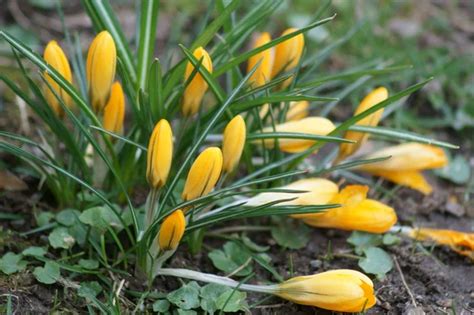 Yellow crocus — Stock Photo © Gala-az #72659269