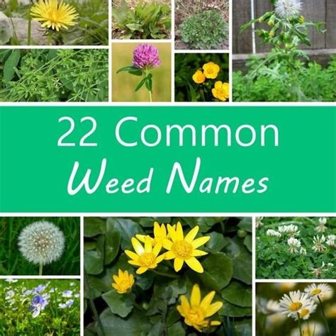 Common Weeds And Their Scientific Names With Pictures - slideshare