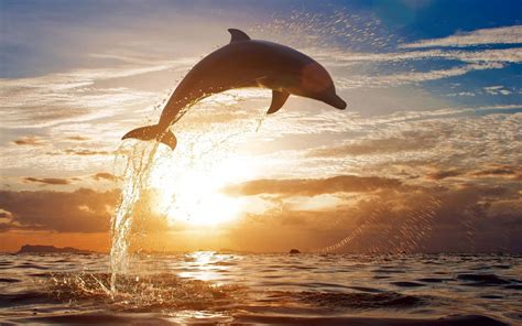 Dolphin Sunset Desktop Wallpaper