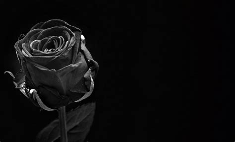 Black Wallpaper 4k Rose