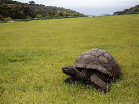 Jonathan, the world's oldest tortoise, marks his 190th with fanfare and ...