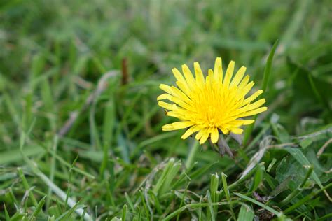 Identifying 9 Common Lawn Weeds