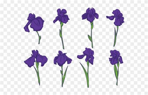 Iris Vector at Vectorified.com | Collection of Iris Vector free for ...