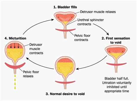 Urinary System - Definition, Function and Organs | Biology Dictionary