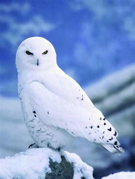 Snowy Owl Wallpapers - Top Free Snowy Owl Backgrounds - WallpaperAccess