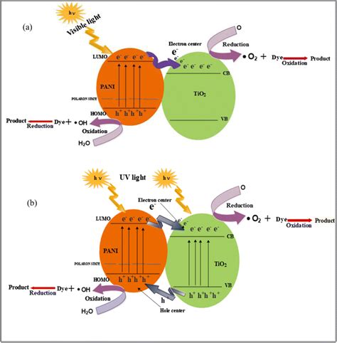 Proposed mechanism of photocatalytic degradation of dye under (a ...