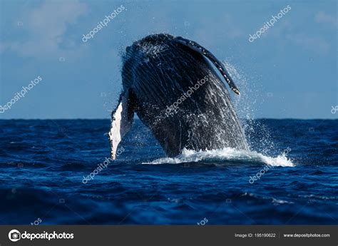 Humpback whale breaching. Stock Photo by ©davidhoffmannphotography ...