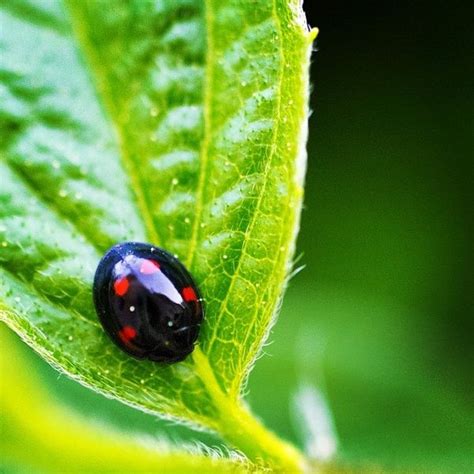 Lady in black #ladybug | Black ladybug, Cute pictures, Ladybird