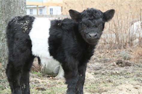 Baby Belted Galloway...Oreo Bovine!!! Want a herd with names like ...