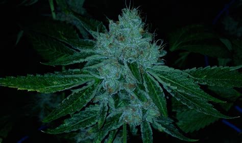 808 Genetics | Crippy OG Kush | Medical Marijuana Seeds