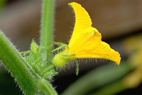 Understand Cucumber Pollination Process: How Cucumbers Pollination ...