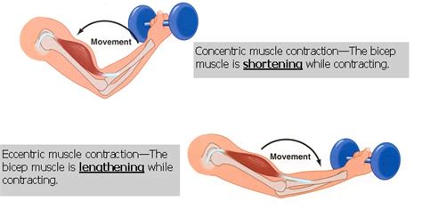 Negative Repetitions - Advanced Weight Lifting Technique • Bodybuilding ...