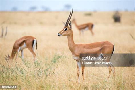 2,573 Gazelle Horns Stock Photos, High-Res Pictures, and Images - Getty ...