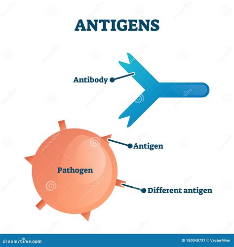 Structure Of An Antibody Cartoon Vector | CartoonDealer.com #61423639