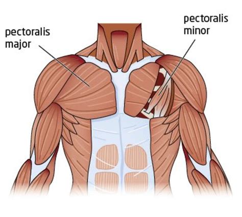 Human Anatomy and Physiology of Muscles | HubPages