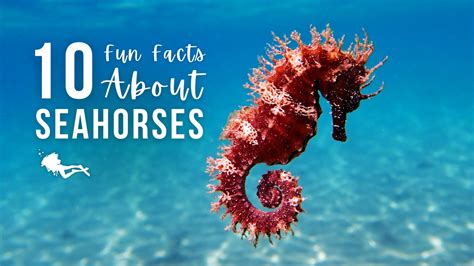 Worlds Smallest Seahorse