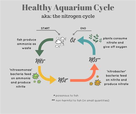 How to Fishless Cycle a New Aquarium - Spec-Tanks