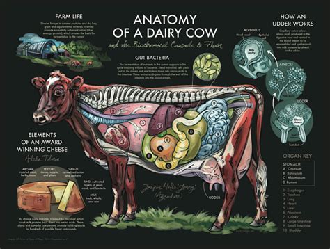 Anatomy Of Cattle