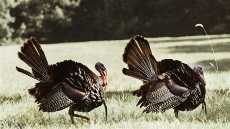 Why a Turkey's Poop Reveals Its Sex | Mental Floss