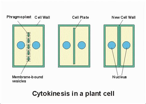 The Cell Cycle Summary - HubPages