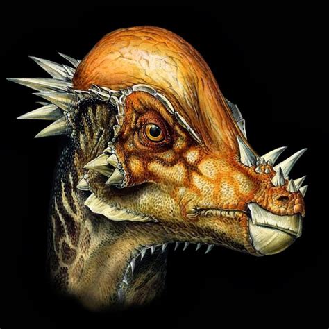 Pachycephalosaurus Pictures & Facts - The Dinosaur Database