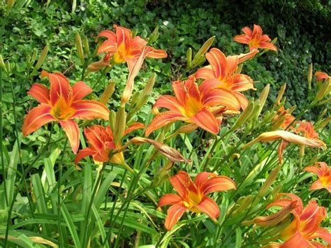 Hemerocallis fulva - Alchetron, The Free Social Encyclopedia