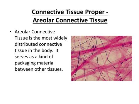 PPT - Histology 2 – Connective Tissue PowerPoint Presentation, free ...