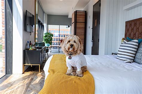 10 Pet Friendly Hotels in the US With Outstanding Facilities and Service