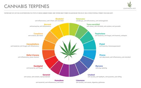 What Are Cannabis Derived Terpenes - leafipedia.net