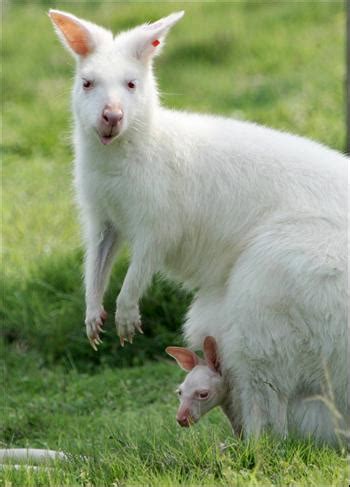 Information of The World: White Kangaroo from Australia.