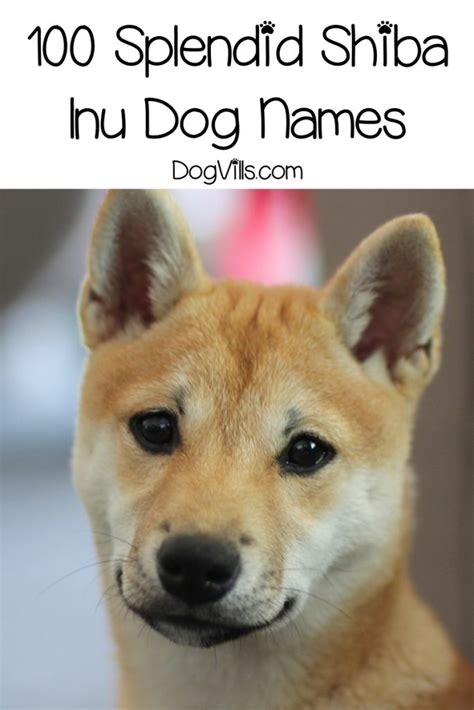 100 Splendid Shiba Inu Names for Males & Females - DogVills