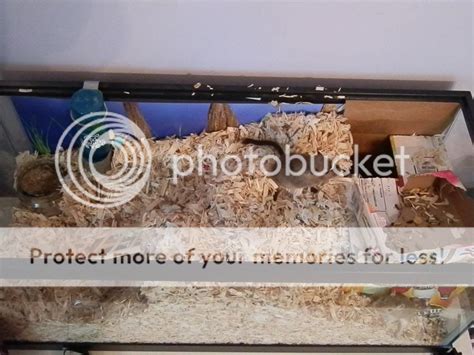 Gerbil Housing Pictures II | The Gerbil Forum