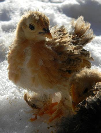 Progress of County Boy's Mille Fleur Cochin chicks (With images ...