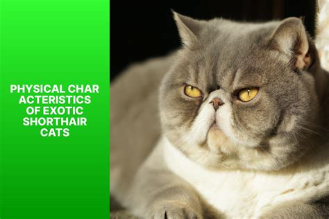 Ultimate Exotic Shorthair Cat Guide: Traits, Care, and History