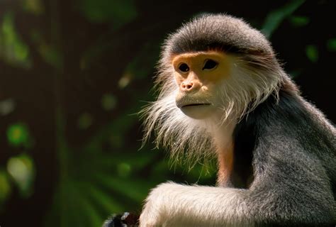 Save Vietnam’s exquisite Grey-shanked Douc Langur – Rainforest Trust