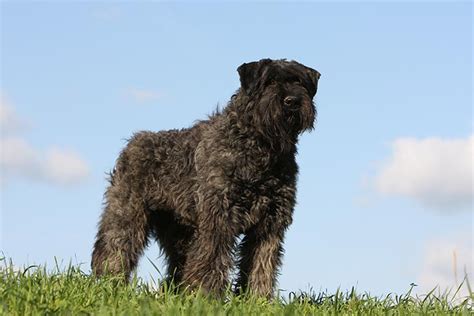 Bouvier des Flandres Dog Breed Information