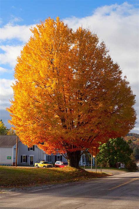 How to Grow and Care for Sugar Maple Trees | Gardener’s Path