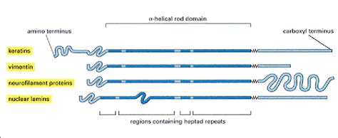 Intermediate filaments; Tonofilaments