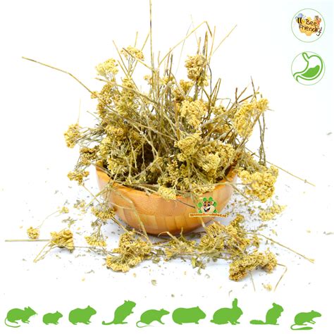 Dried Yarrow Flowers for Rodents & Rabbits! | DRD Knaagdierwinkel ...